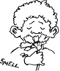 the sense of smell