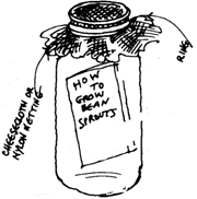 bean sprout jar