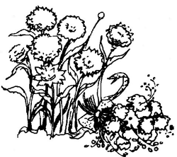 strawflowers illustration