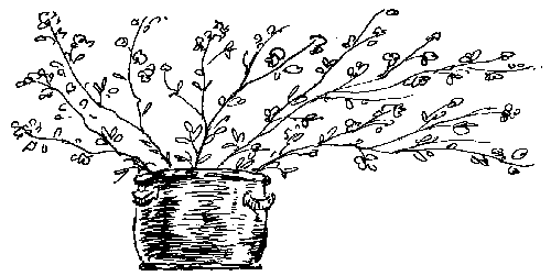 Forcing buds illustration