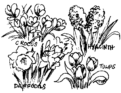 flowers illustration